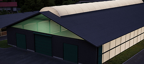 Natural and active exposure for healthy pigs Pigs in the barn with natural daylight